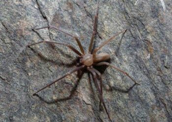 Foto: Reprodução/Universidad Nacional Autónoma de México