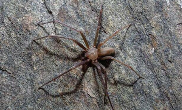 Foto: Reprodução/Universidad Nacional Autónoma de México