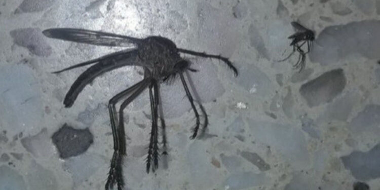 Foto: Reprodução Twitter.