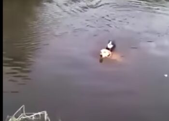 Foto: Reprodução vídeo.