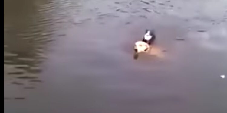 Foto: Reprodução vídeo.