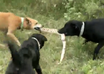 Foto: Reprodução vídeo.