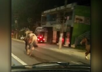 Foto: Reprodução vídeo.