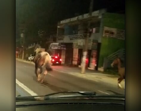 Foto: Reprodução vídeo.