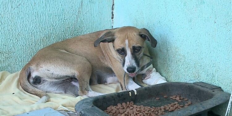 Lessie. Foto: Reprodução.