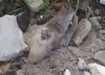 Foto: Reprodução do vídeo.