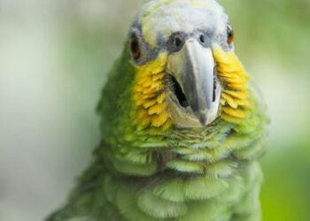 Foto: UrbanArts/ Rafael Tomazi.