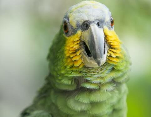 Foto: UrbanArts/ Rafael Tomazi.