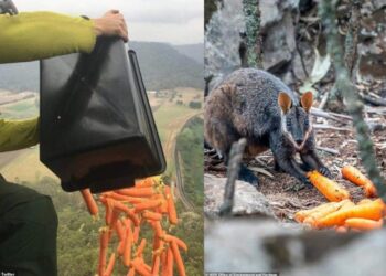 Foto: Reprodução/ Twitter