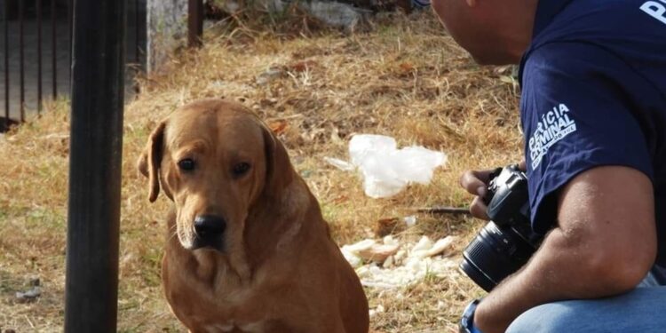 Foto: Matias Moura/Jornal A Platéia