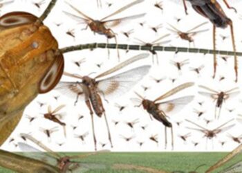 Foto: Reprodução Internet