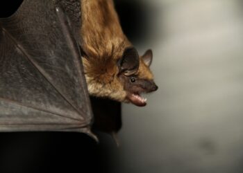 Foto: Reprodução/Galiano Conservancy