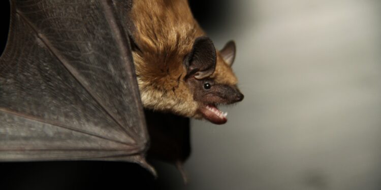 Foto: Reprodução/Galiano Conservancy