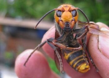 Washington State Departament of Agriculture / Divulgação