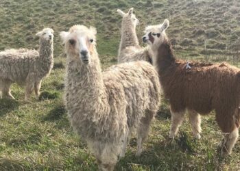 Foto: Lucas Gabriel Marins / UOL