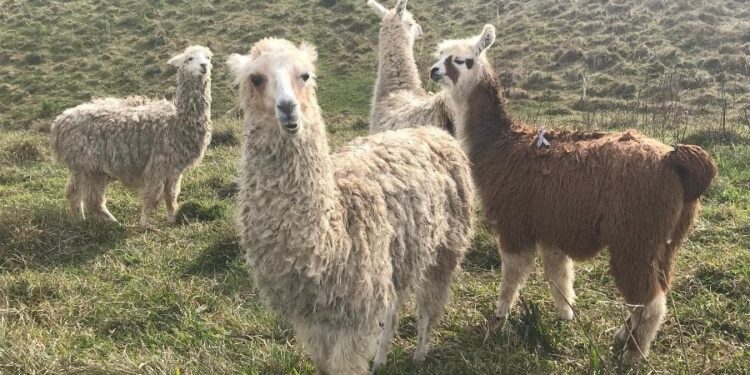 Foto: Lucas Gabriel Marins / UOL