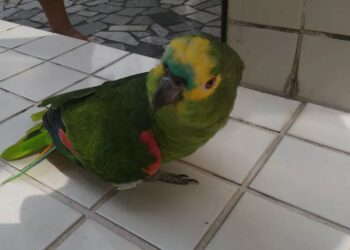 Foto: Michele de Souza Silva/Divulgação