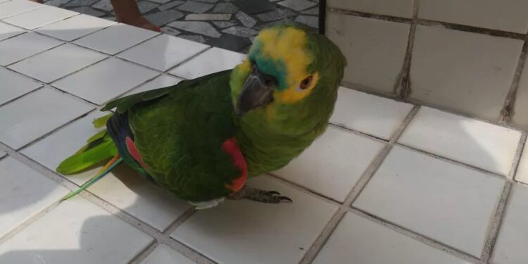 Foto: Michele de Souza Silva/Divulgação