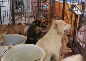 Foto: Humane Society International/Divulgação via Reuters