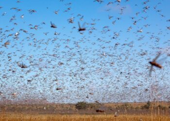 Foto: FAO | Yasuyoshi Chiba.