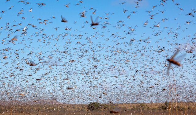Foto: FAO | Yasuyoshi Chiba.
