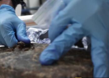 Foto: Divulgação PF AM