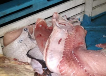 Divulgação Polícia Militar/AM