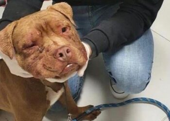 Foto: Divulgação/Polícia Civil