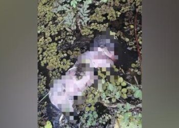 Foto: Divulgação Jornal Itaqui Bacanga