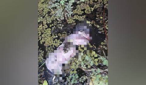 Foto: Divulgação Jornal Itaqui Bacanga