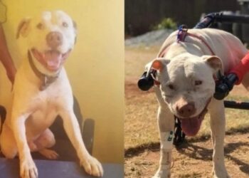 Fotos: Ticiana Lima Dornas, Arquivo Pessoal/Nathan Braga