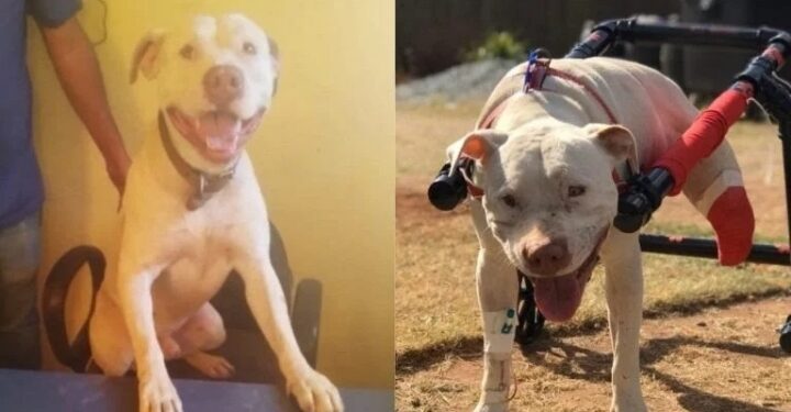 Fotos: Ticiana Lima Dornas, Arquivo Pessoal/Nathan Braga