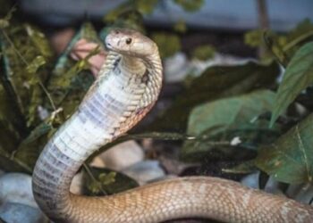 Foto: Ivan Mattos/zoo de Brasília
