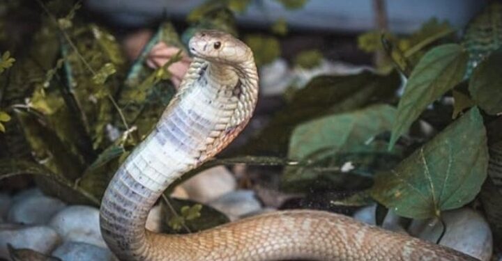 Foto: Ivan Mattos/zoo de Brasília