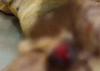 Foto: Divulgação O Pantaneiro