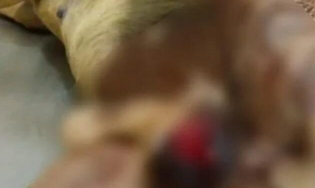 Foto: Divulgação O Pantaneiro