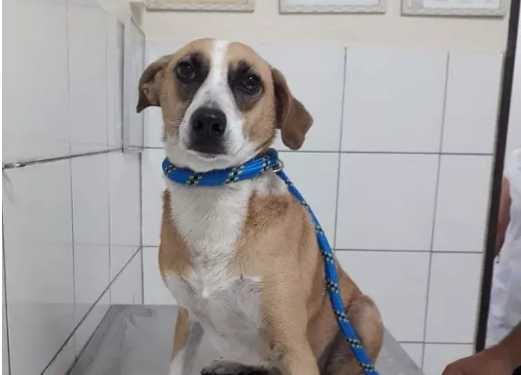 Foto: Divulgação/ Prefeitura de Guarujá