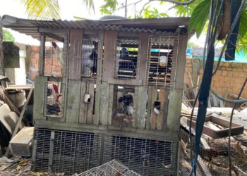 Foto: Divulgação/PC-AM