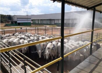 Foto:Divulgação/Adaf