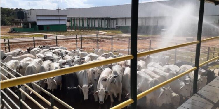 Foto:Divulgação/Adaf