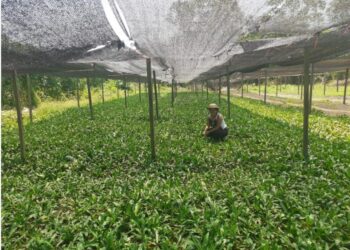 Foto: Divulgação/Idam