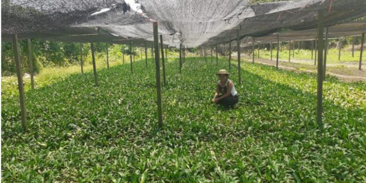 Foto: Divulgação/Idam