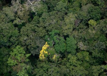 Foto: Ricardo Oliveira/Sema