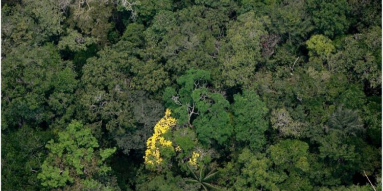 Foto: Ricardo Oliveira/Sema