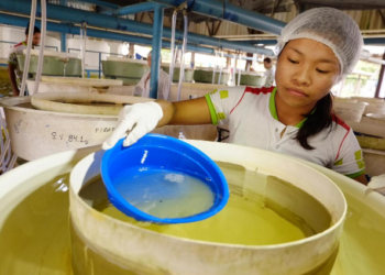 Foto:Divulgação/Sedecti