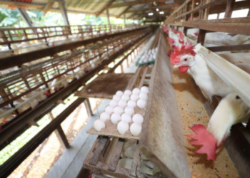 Foto: Diego Peres/Secom