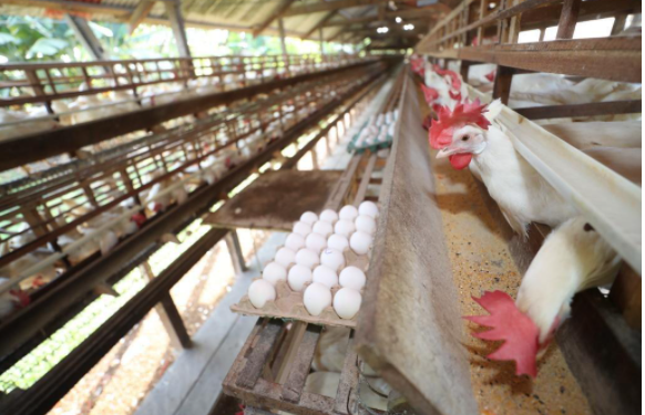 Foto: Diego Peres/Secom