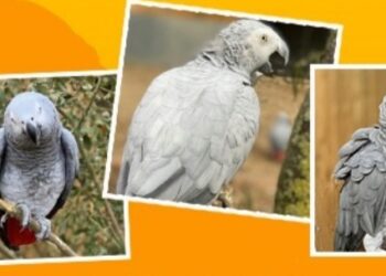 Foto: Reprodução/ Lincolnshire Wildlife Park