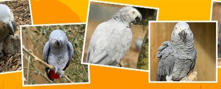 Foto: Reprodução/ Lincolnshire Wildlife Park