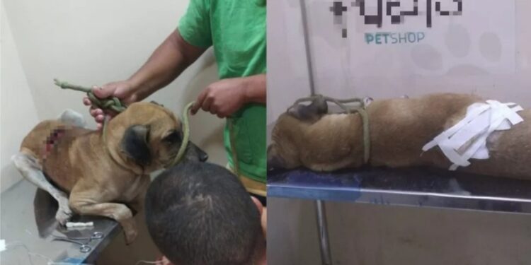 Foto: Divulgação/PM-PI